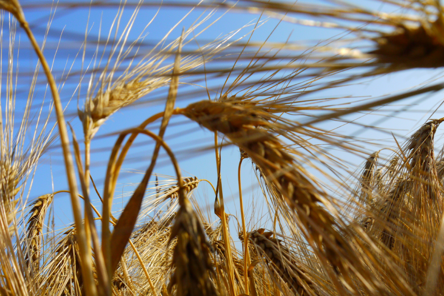 Nahaufnahme Getreideähren vor blauem Himmel