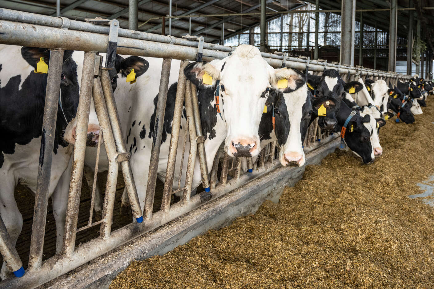 Milchkühe im Stall