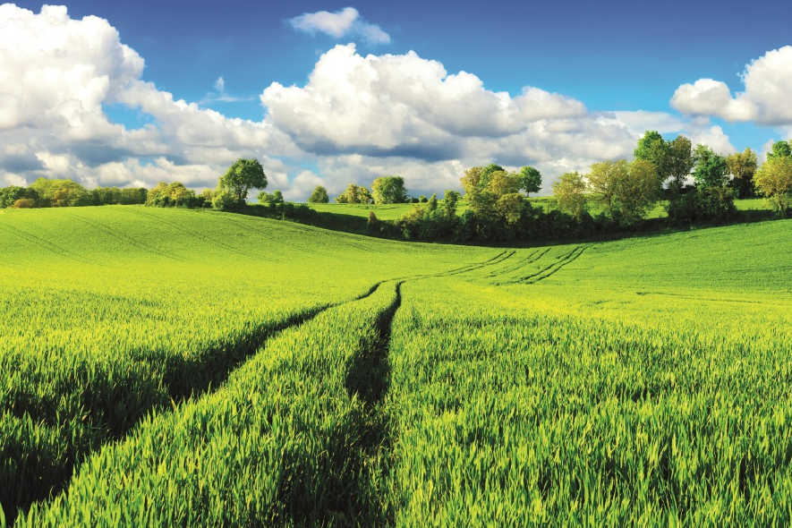 Landschaft mit Getreidebestand im Wachstum.