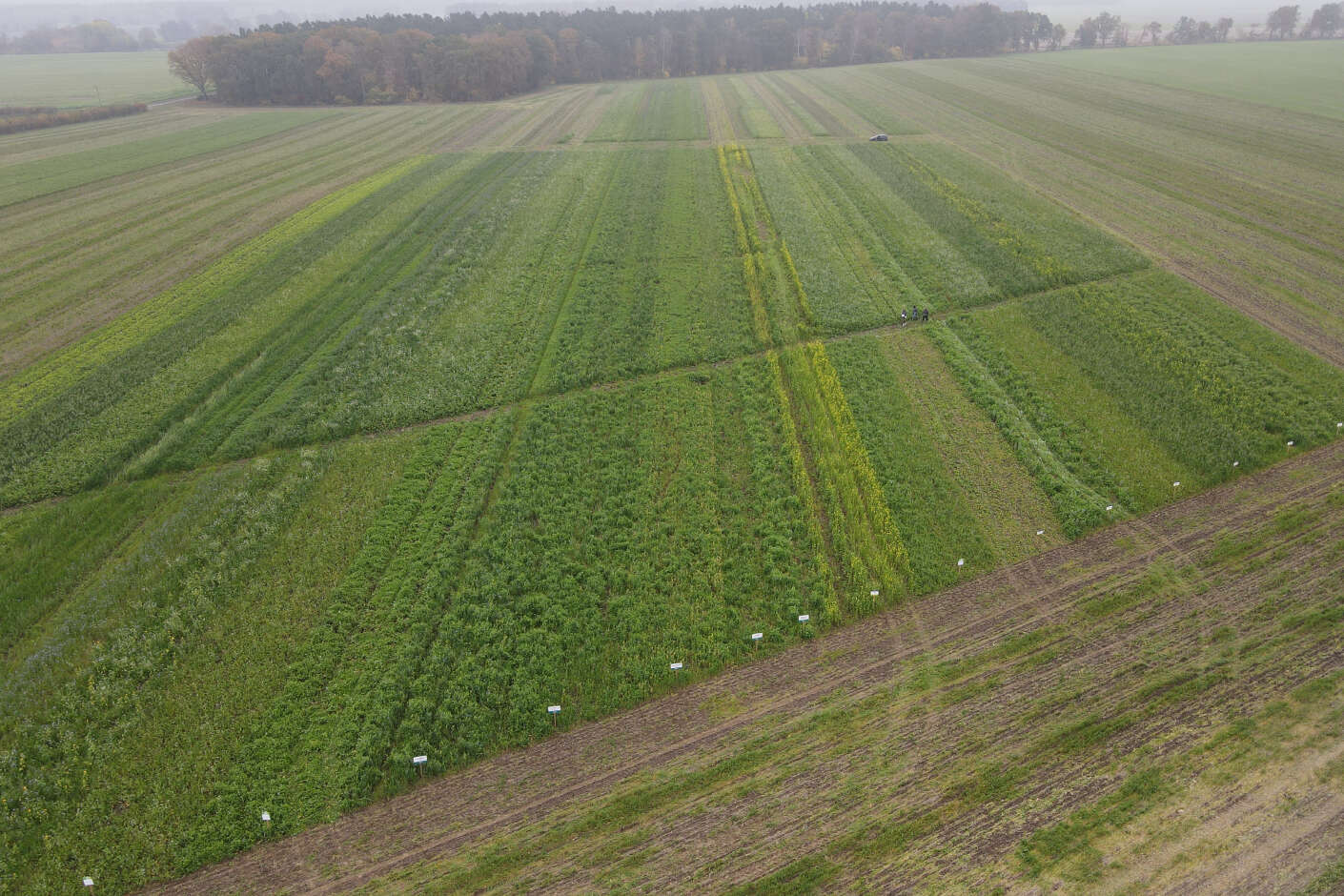 Luftaufnahme vom Versuchsfeld mit Zwischenfruchtanbau auf der AGRAVIS Future Farm