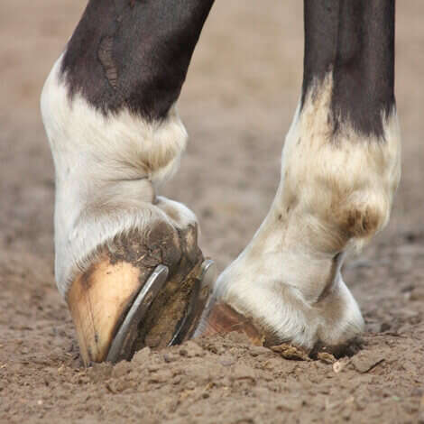 seo DERBY Biotin