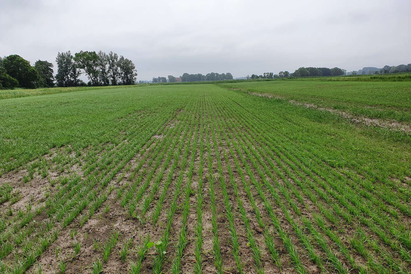 Feld mit neu ausgesäten Pflanzen