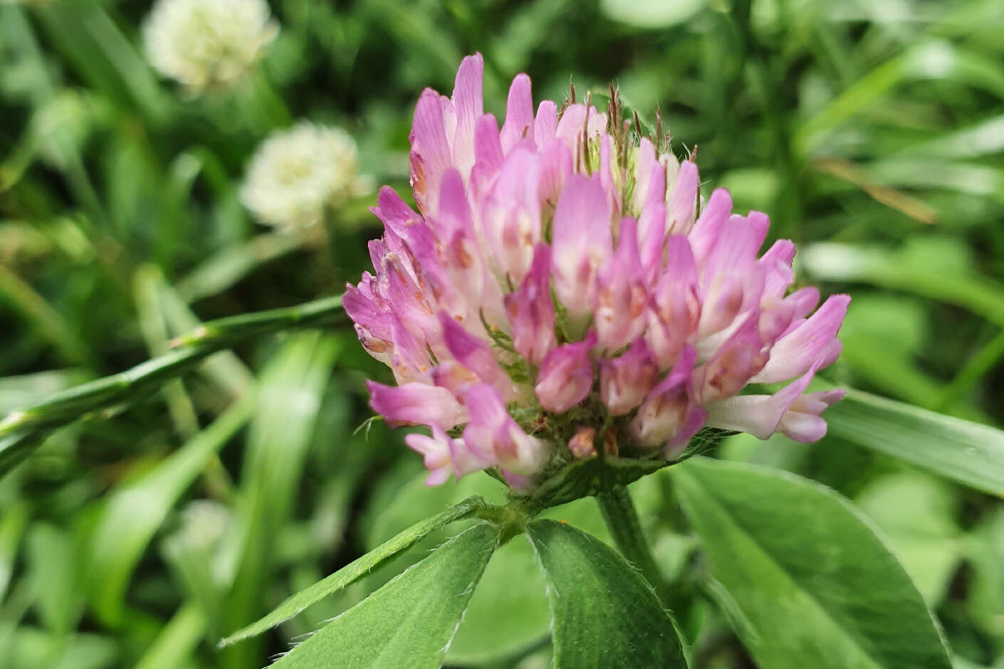 Nahaufnahme einer lila Blüte vor grünen Blättern