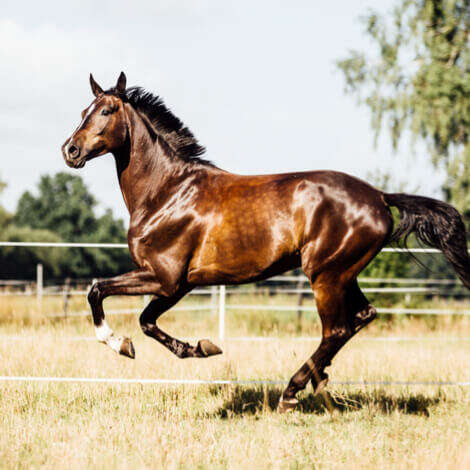 seo DERBY Zink +C