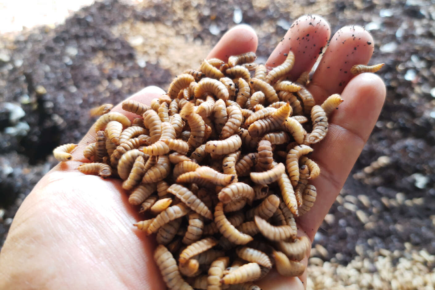 Eine Person hält in der Hand kleine Insekten.