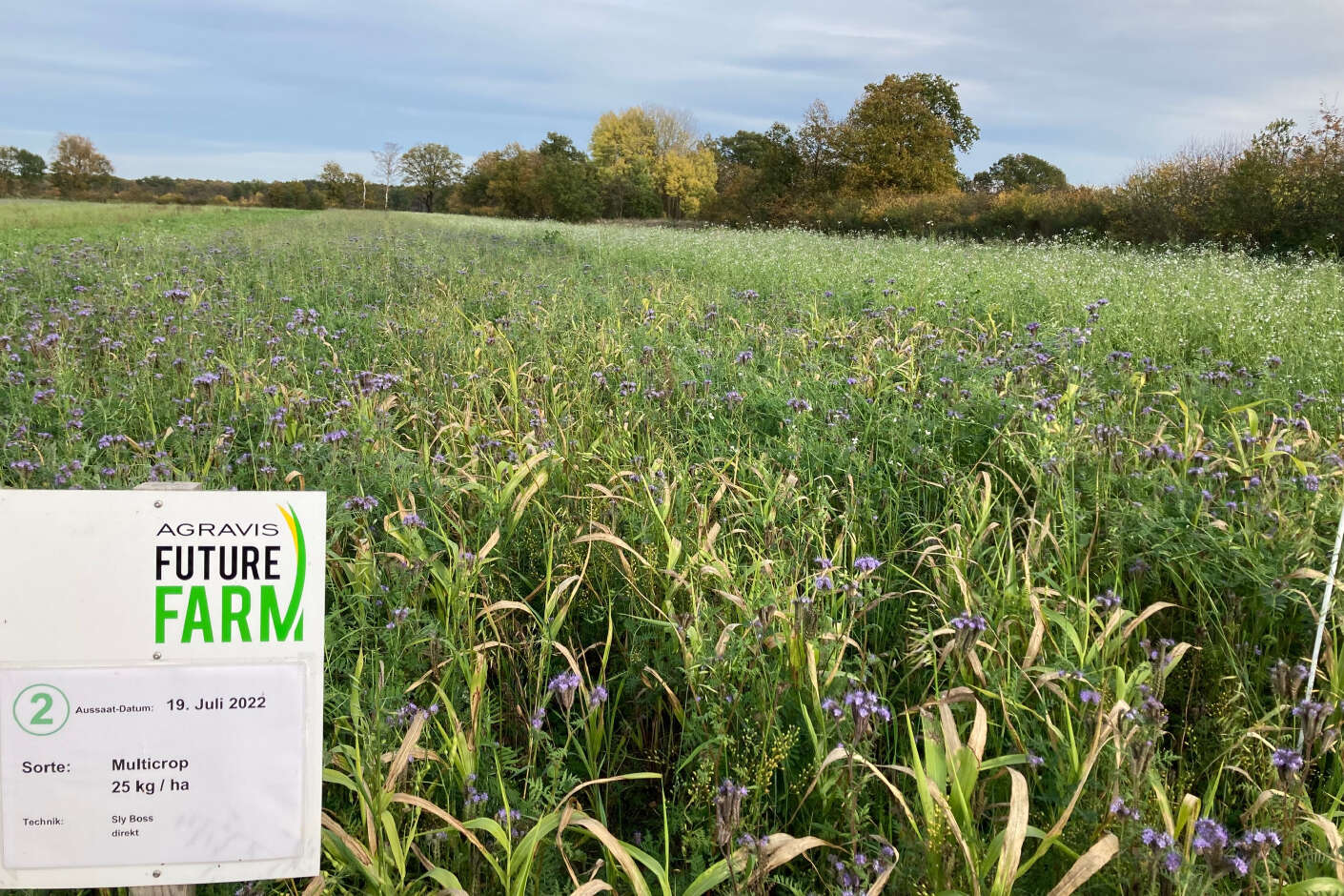 Versuchsfeld der AGRAVIS Future Farm mit Zwischenfrüchten im November