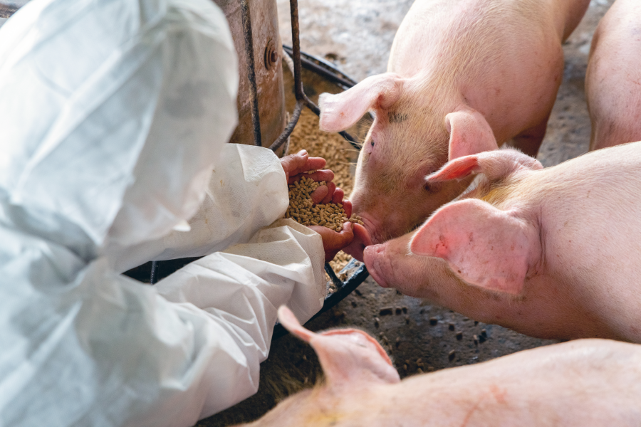 Eine Person füttert drei Mastschweine aus der eigenen Hand. 