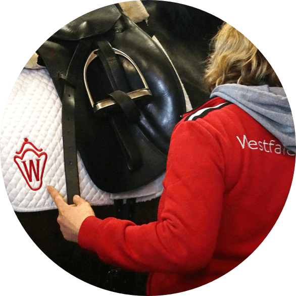 westfaelisches pferdestammbuch derby community einstiegsbild