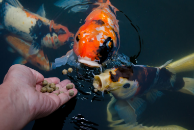 drei Fische im Teich werden aus der Hand gefüttert