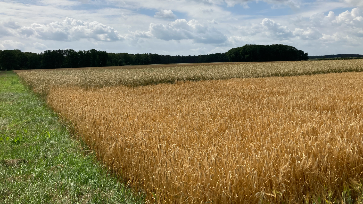 Getreide, AGRAVIS Future Farm, Praxisversuche