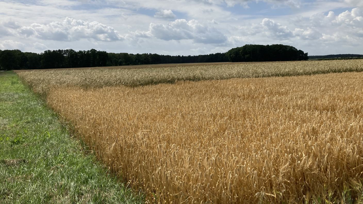 Versuchsfeld mit reifer, goldgelber Gerste und wolkiger Himmel bei Sonnenschein