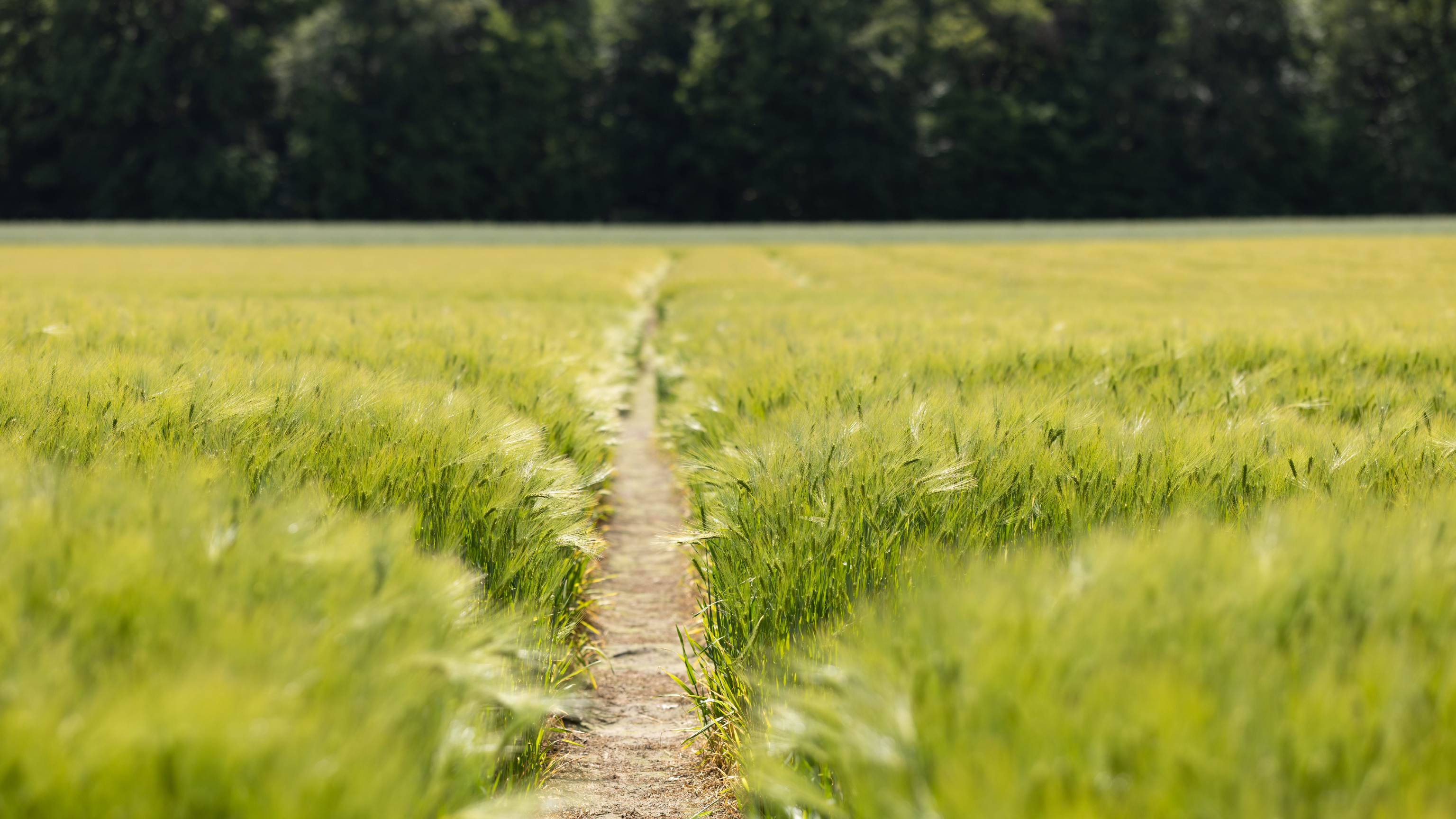 Feldweg am AGRAVIS Versuchsgut