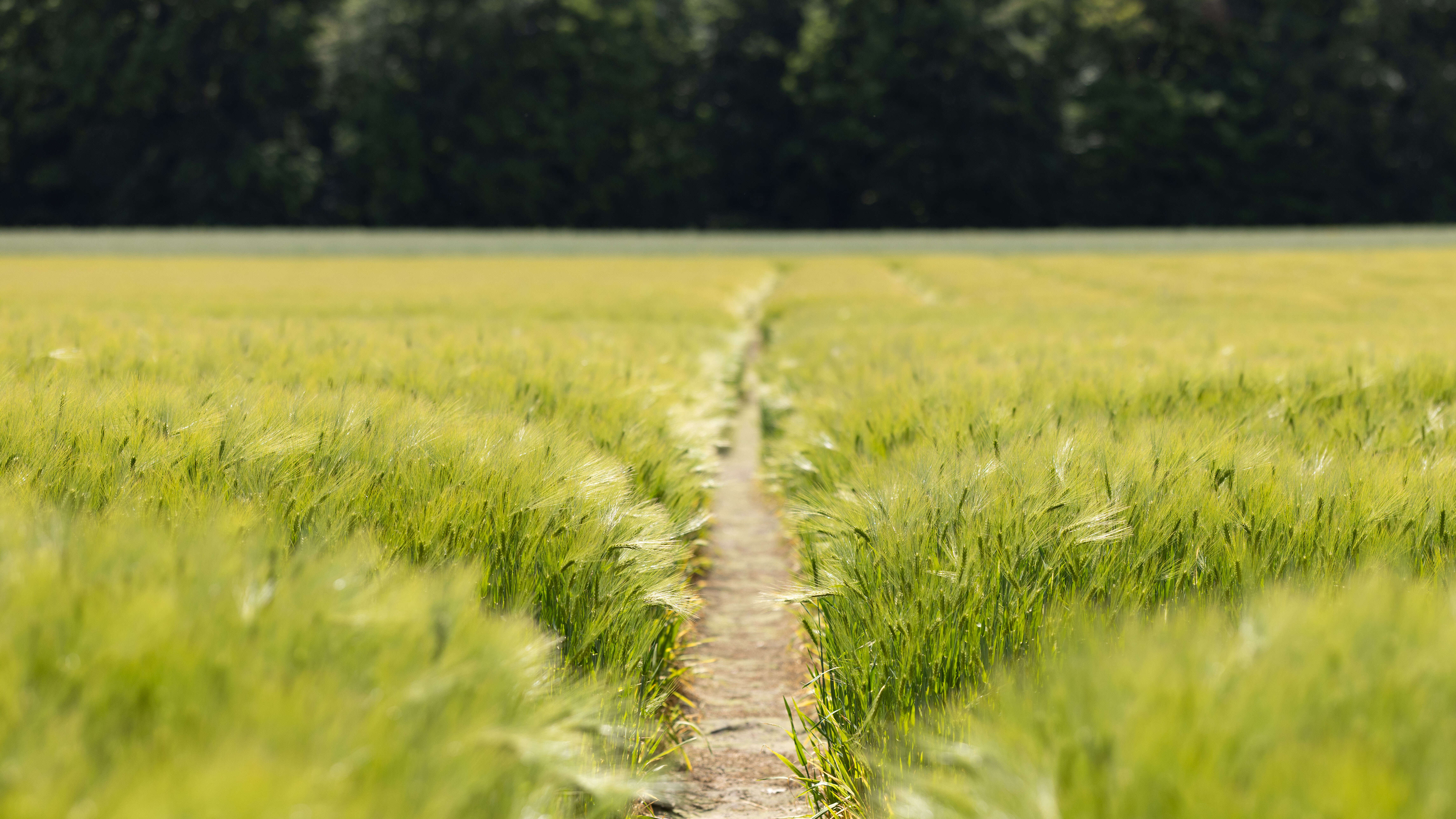 Feld auf dem AGRAVIS Versuchsgut