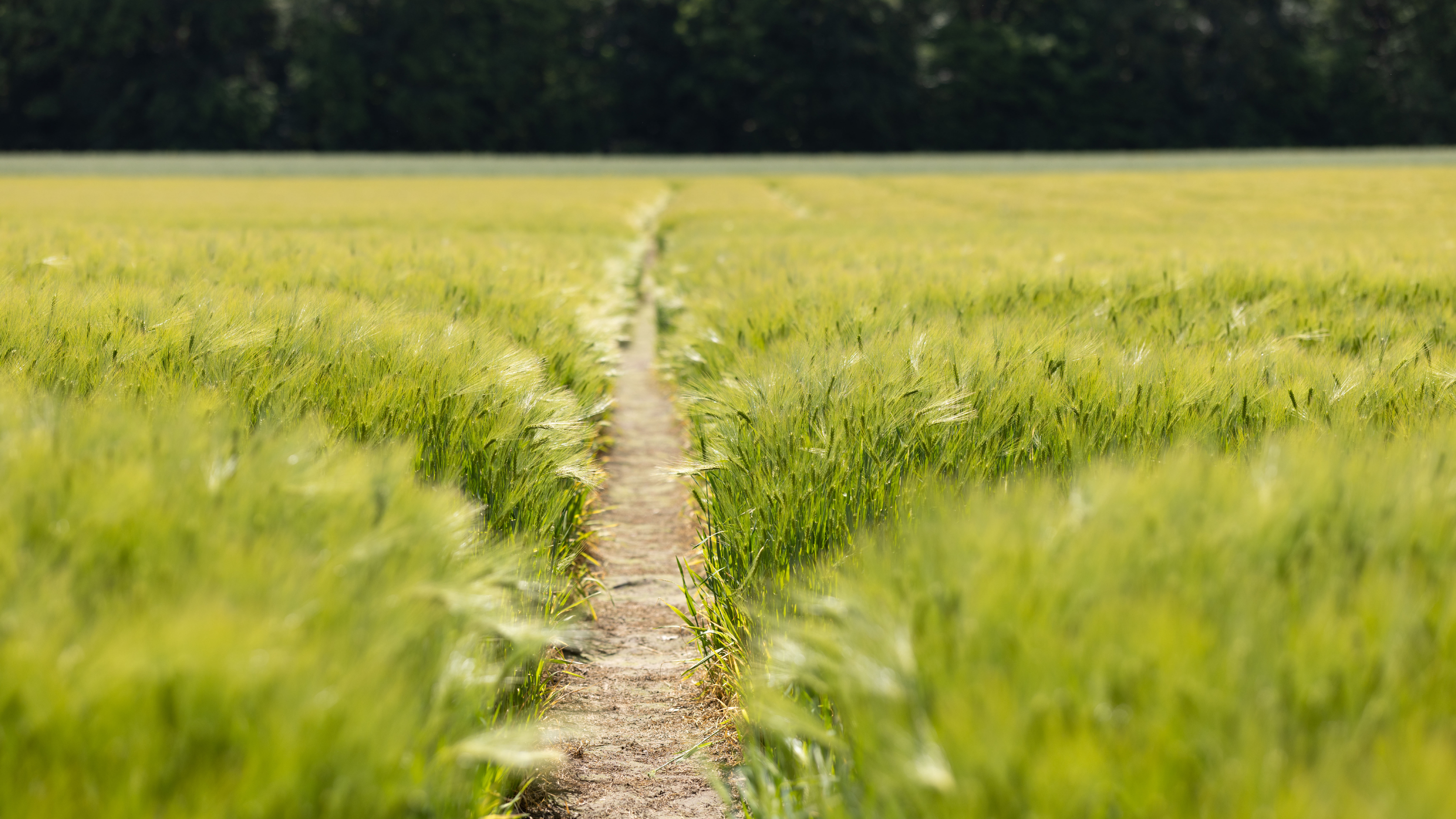 Feld, Karriere, Pflanze, Versuchsgut, Natur, Arbeit