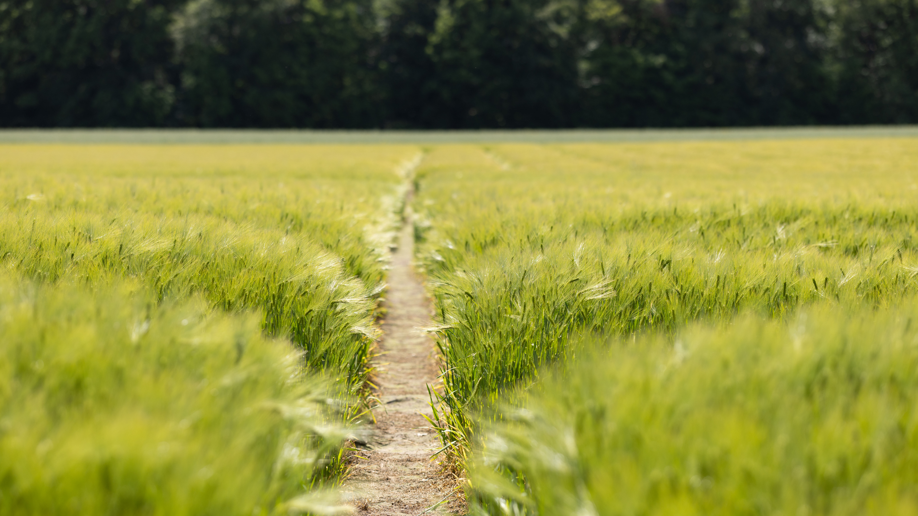 Feldweg auf dem AGRAVIS Versuchsgut