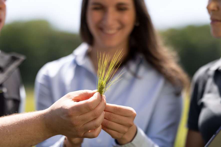 Drei Mitarbeiter:innen auf dem Feld schauen sich die Gerste an