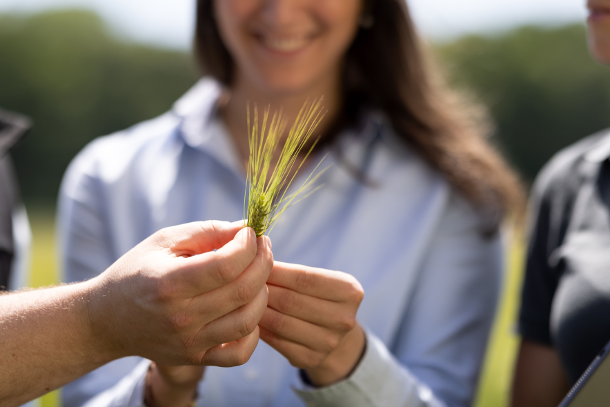 Drei Mitarbeiter:innen auf dem Feld schauen sich die Gerste an