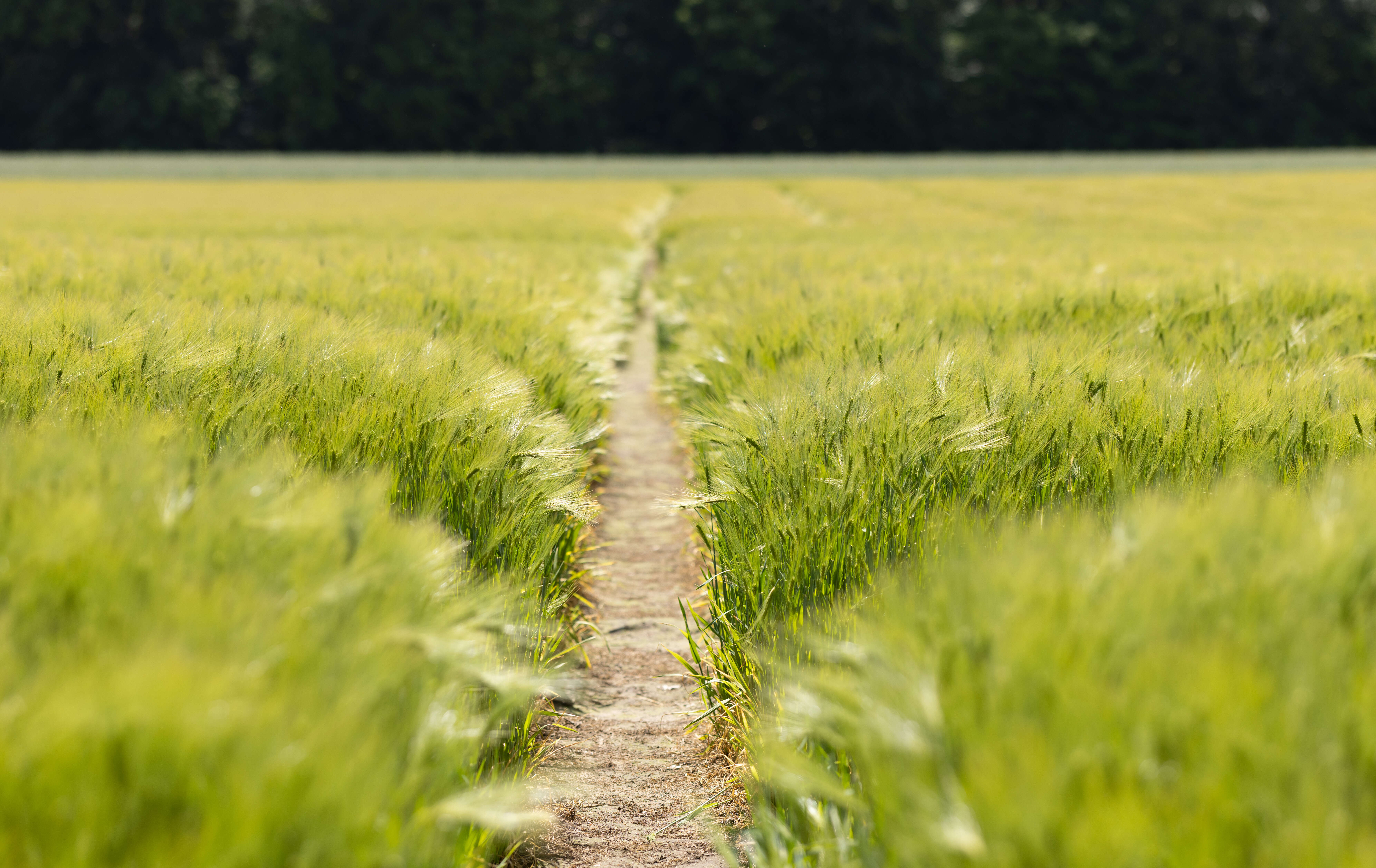 Schmaler Weg durch grünes Getreidefeld
