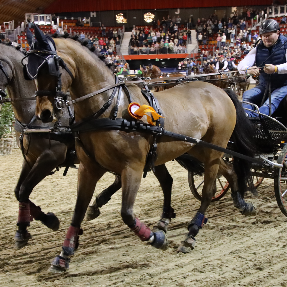 AGRAVIS-Cup Münster Reitturnier Gespann