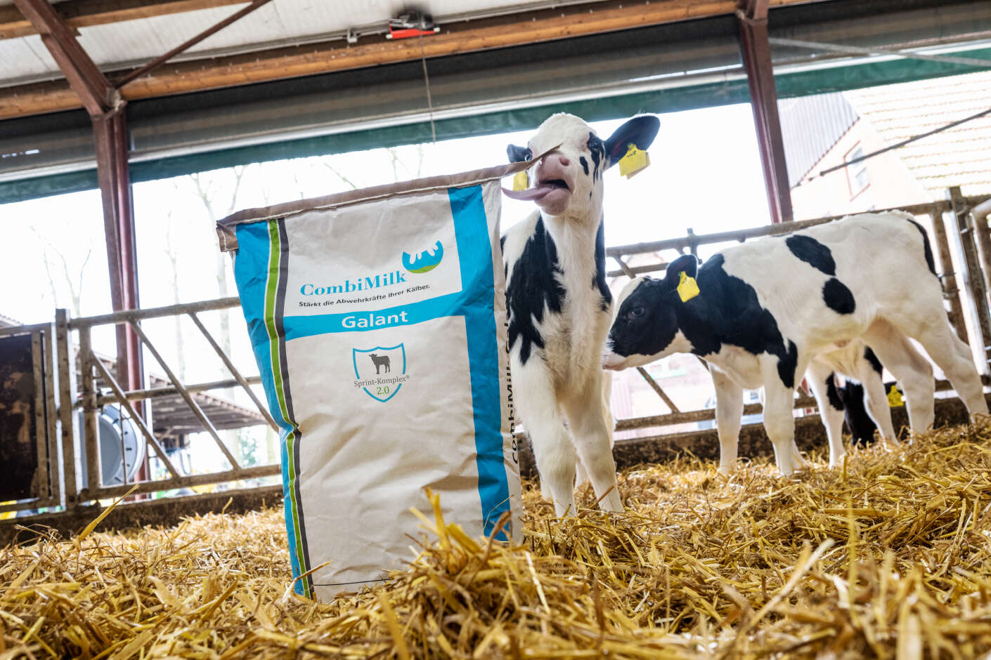 Kälber stehen bei einem Sack CombiMilk im Strohstall