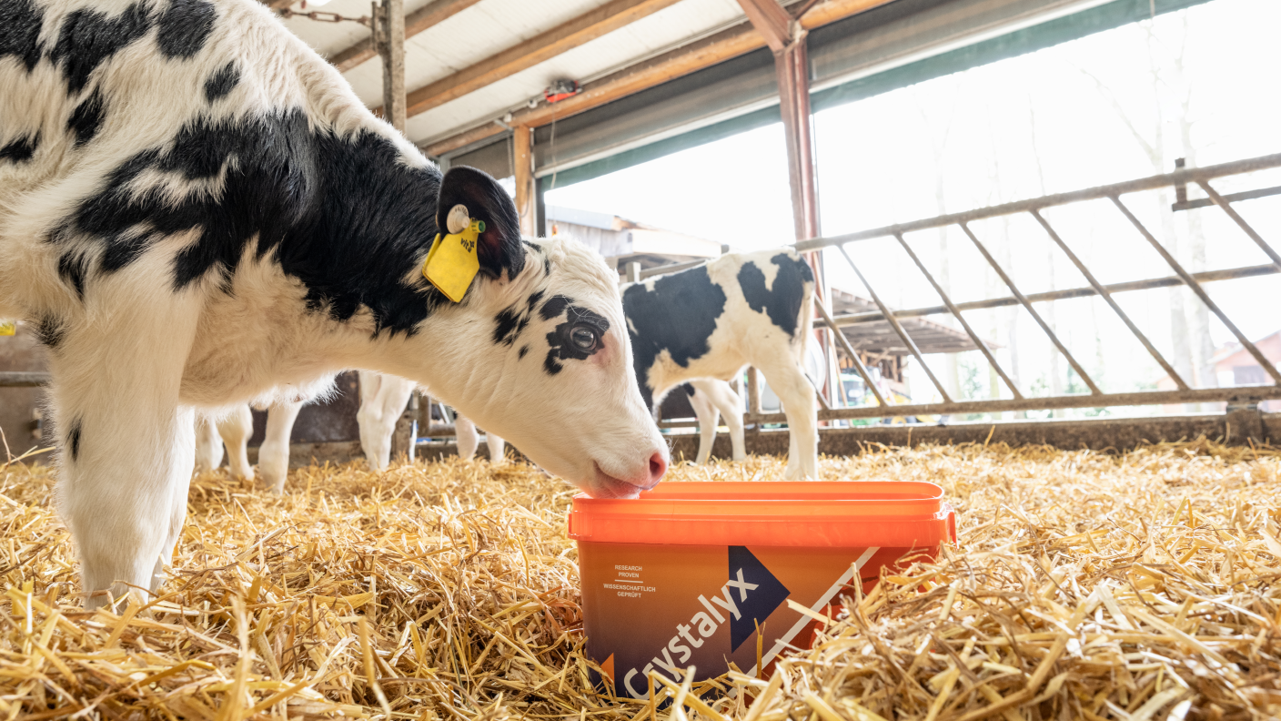 Kalb steht im Strohstall und leckt an Crystalyxblock
