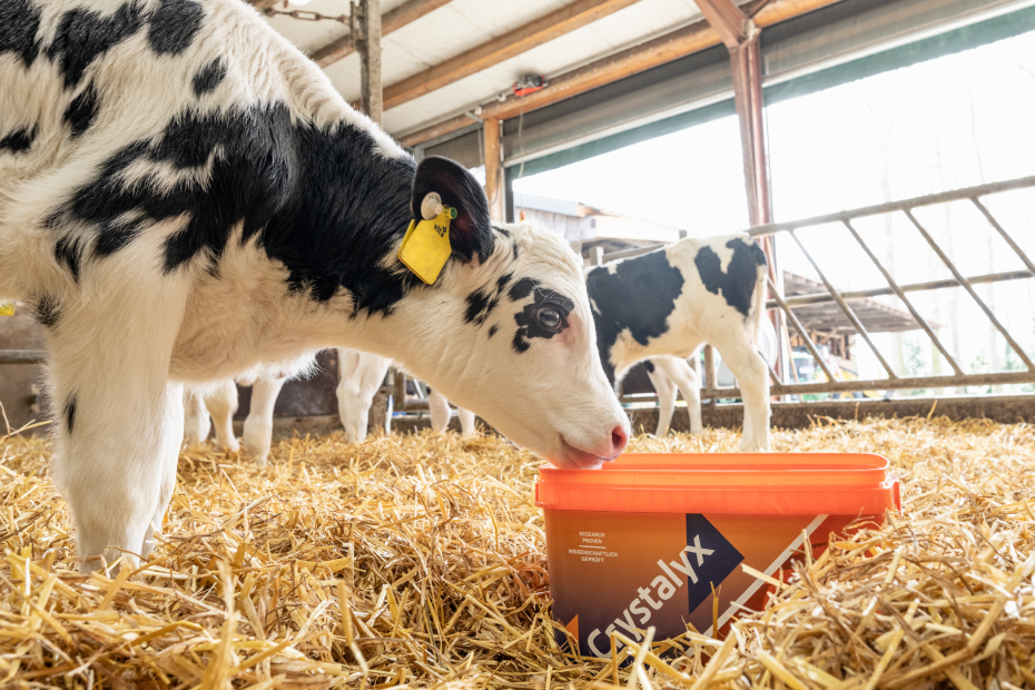 Kalb steht im Strohstall und leckt an Crystalyxblock