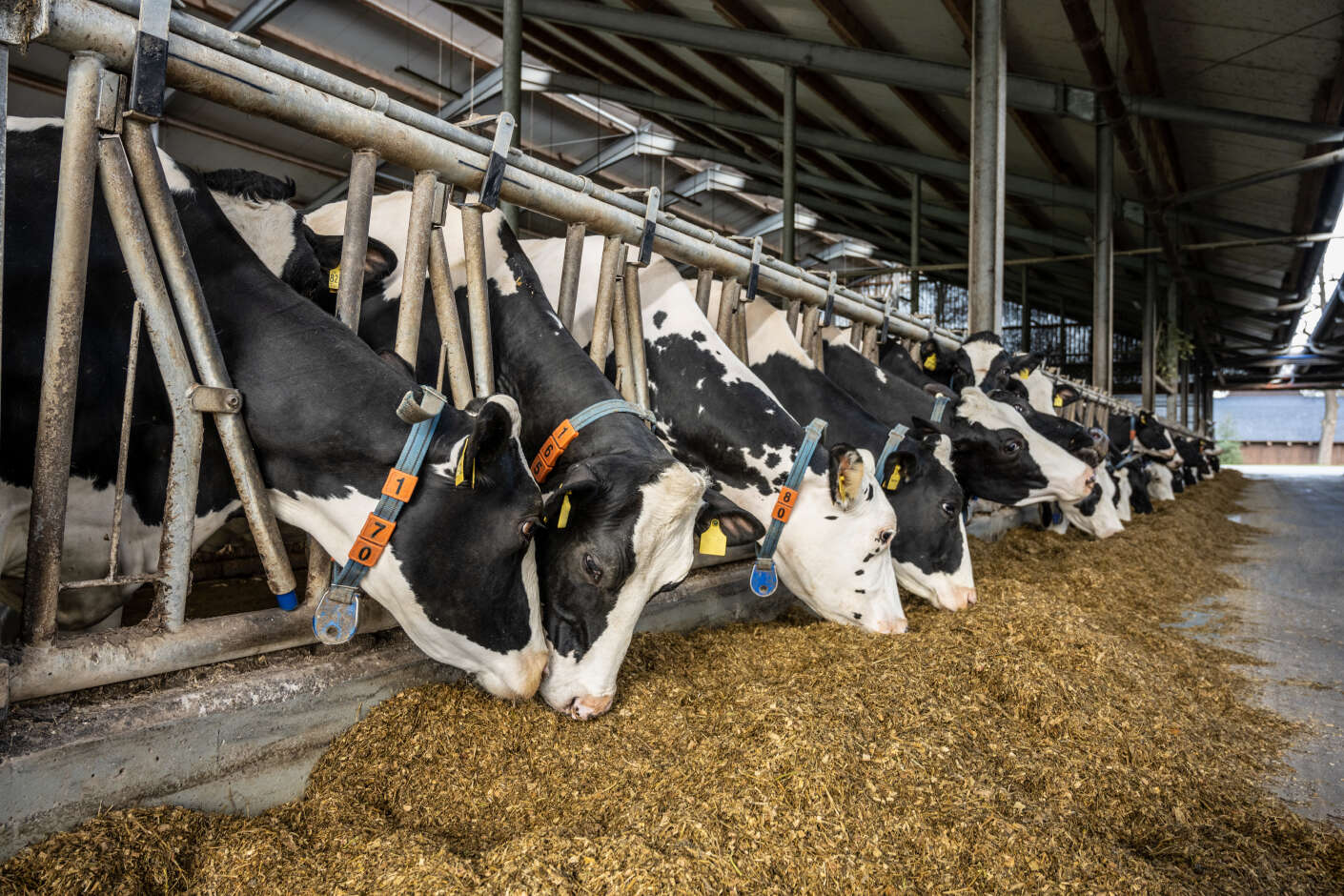 Kühe mit Ohrmarken und Sensoren fressen Silage im modernen Laufstall