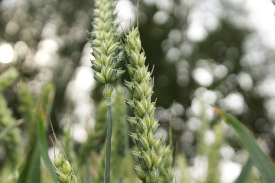 Eine Getreideähre vor Bäumen