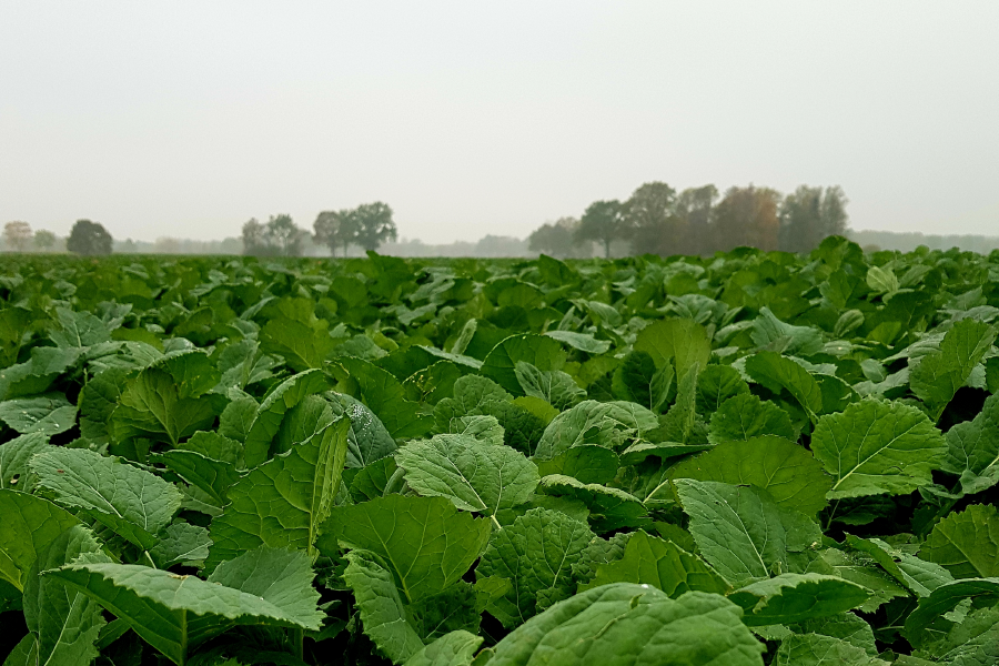 Biomassekarte NetFarming Raps