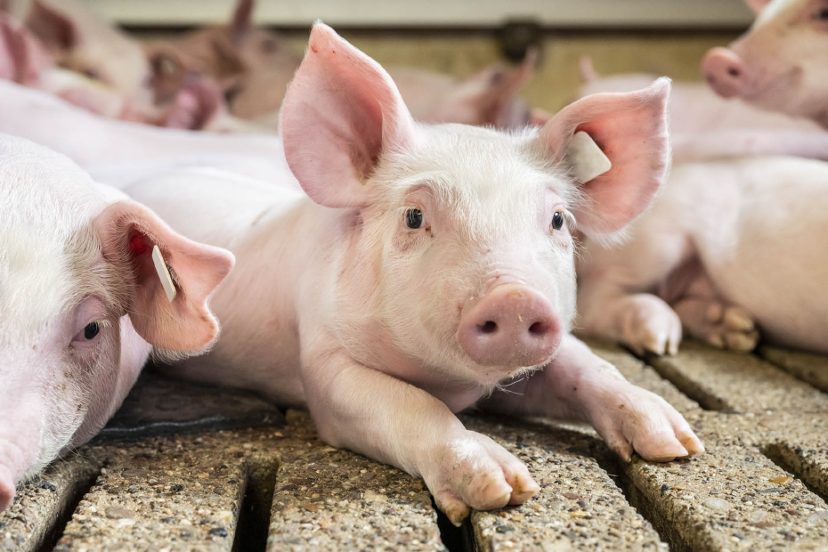 Ferkel liegt im Stall und schaut in die Kamera.