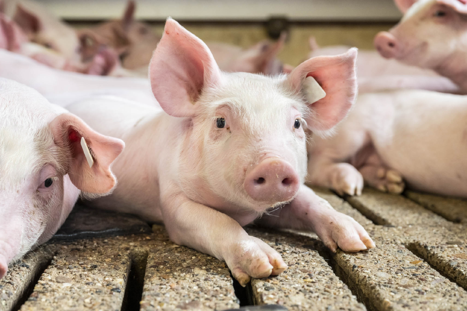 Ferkel liegt im Stall und schaut in die Kamera.