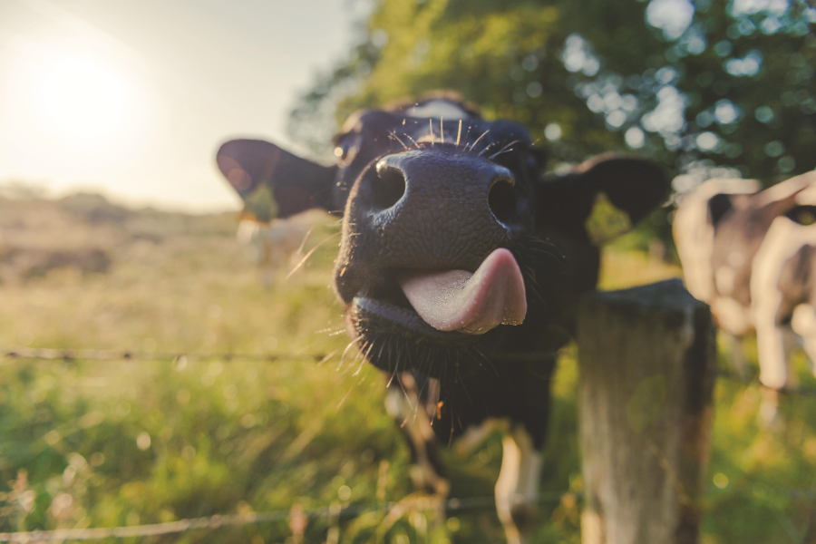 Kuh streckt Zunge raus