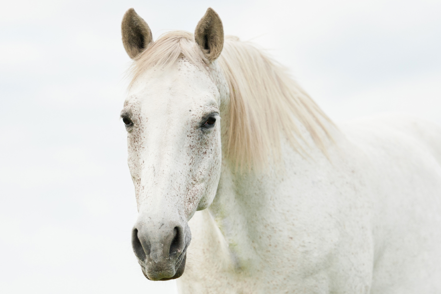 Herpesvirus bei Pferden