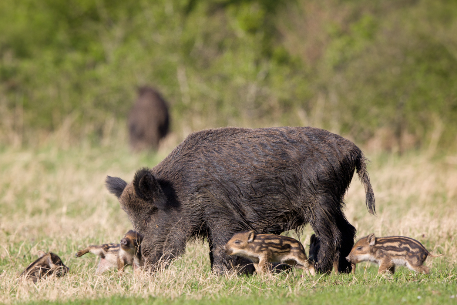 Eine Wildschwein-Familie mit der Bache und ihren Frischlingen.
