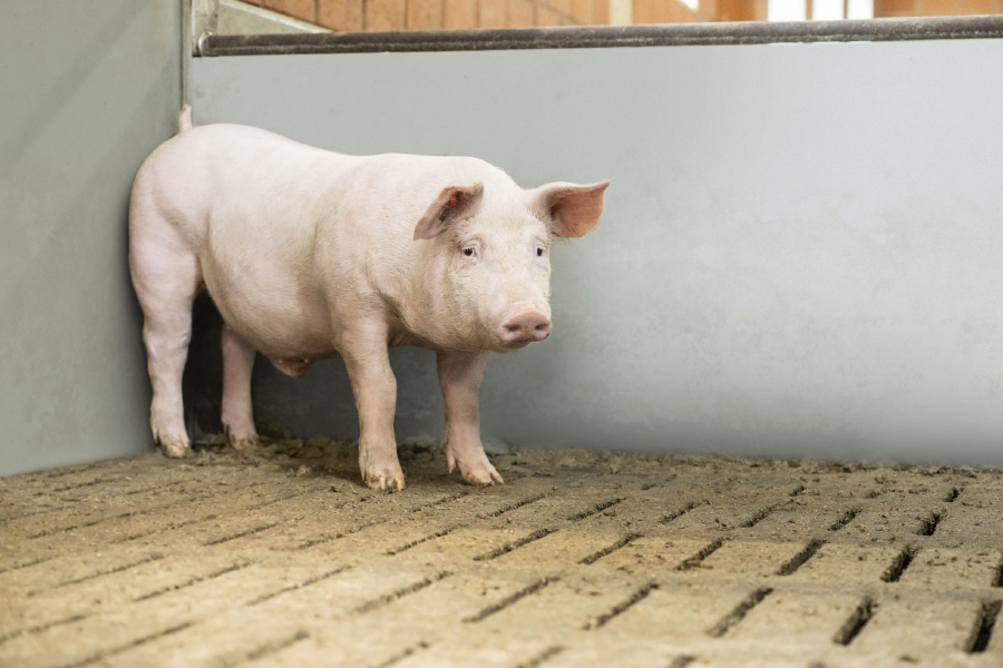 Ein Mastschwein steht alleine in einer Bucht.