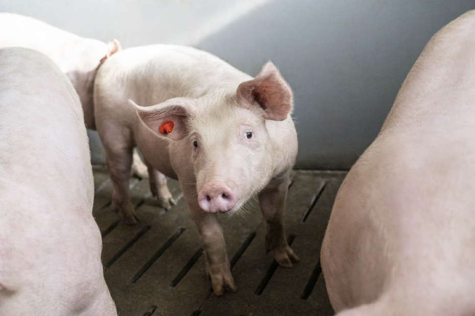 Mastschwein in Bucht