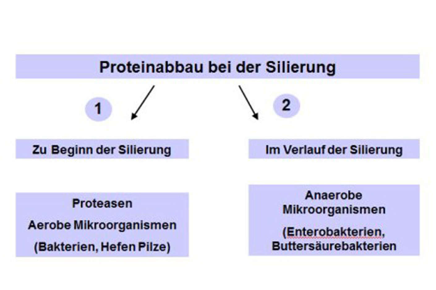Grafik Proteinabbau zu Beginn und im Verlauf der Silierung