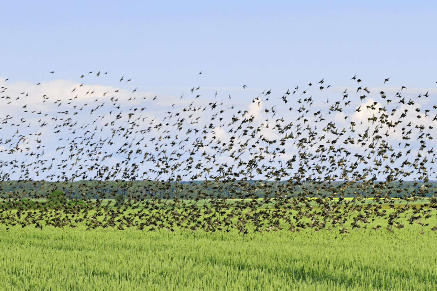 Ein Vogelschwarm fliegt dicht über einem Feld