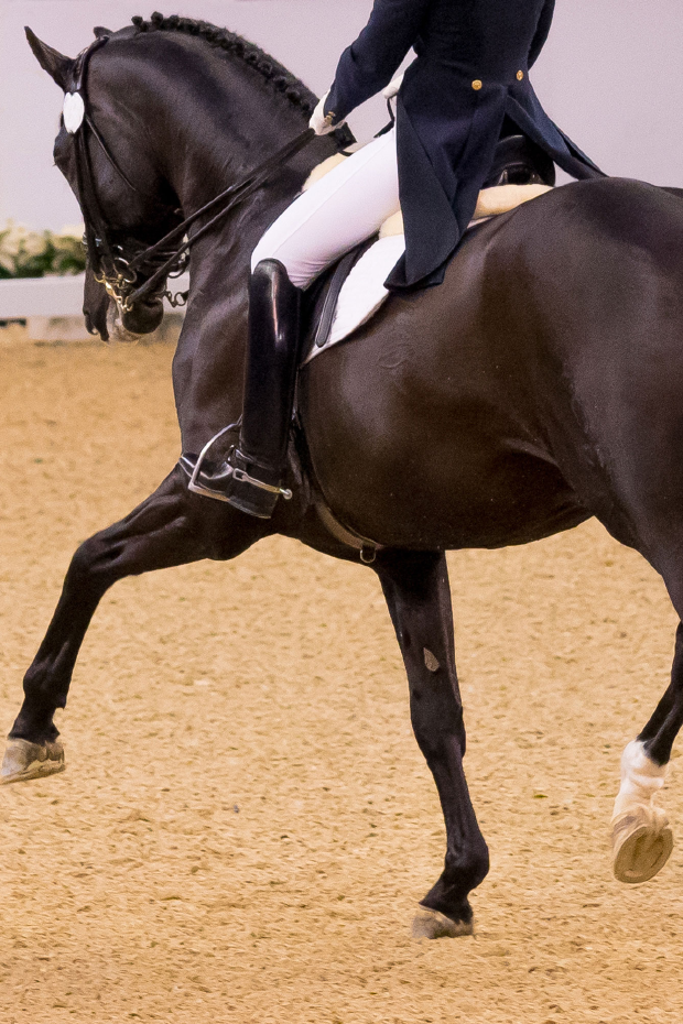 Sportpferd Dressur