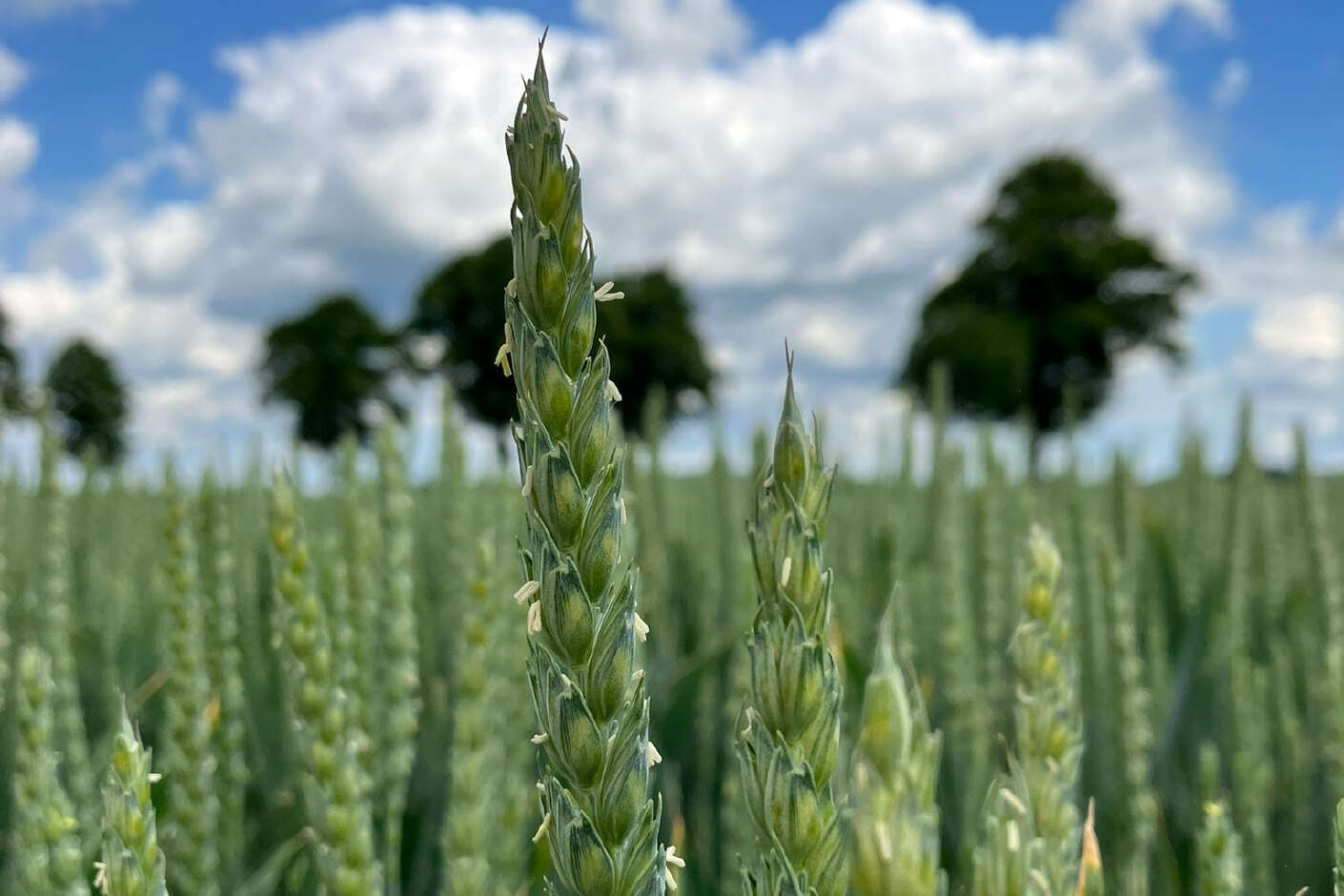 Weizenähre in der Blüte. Im Hintergrund ein blauer Himmel