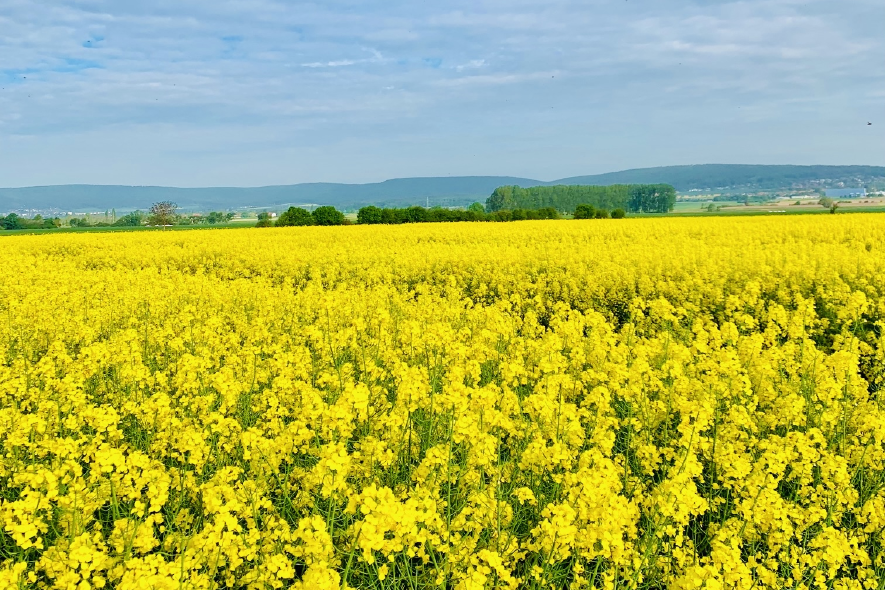 Blühendes Rapsfeld unter blauem Himmel.