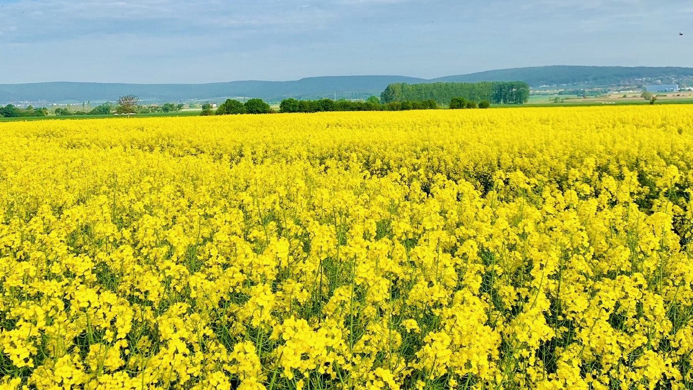 Rapsblüte mit blauem Himmel