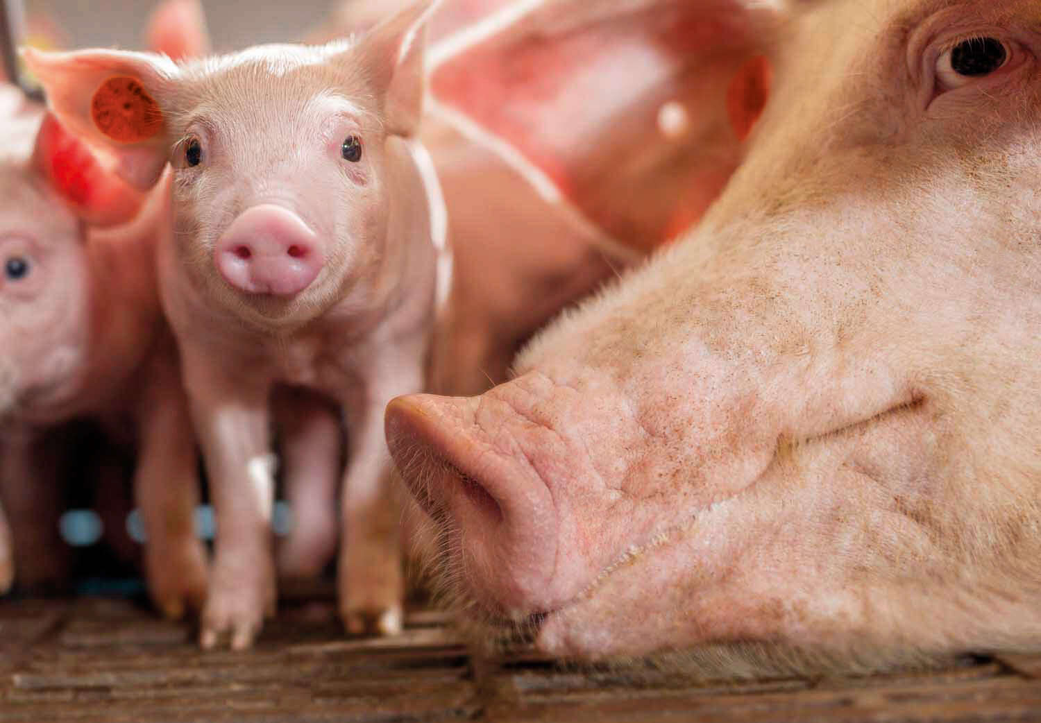 Sau und Ferkel