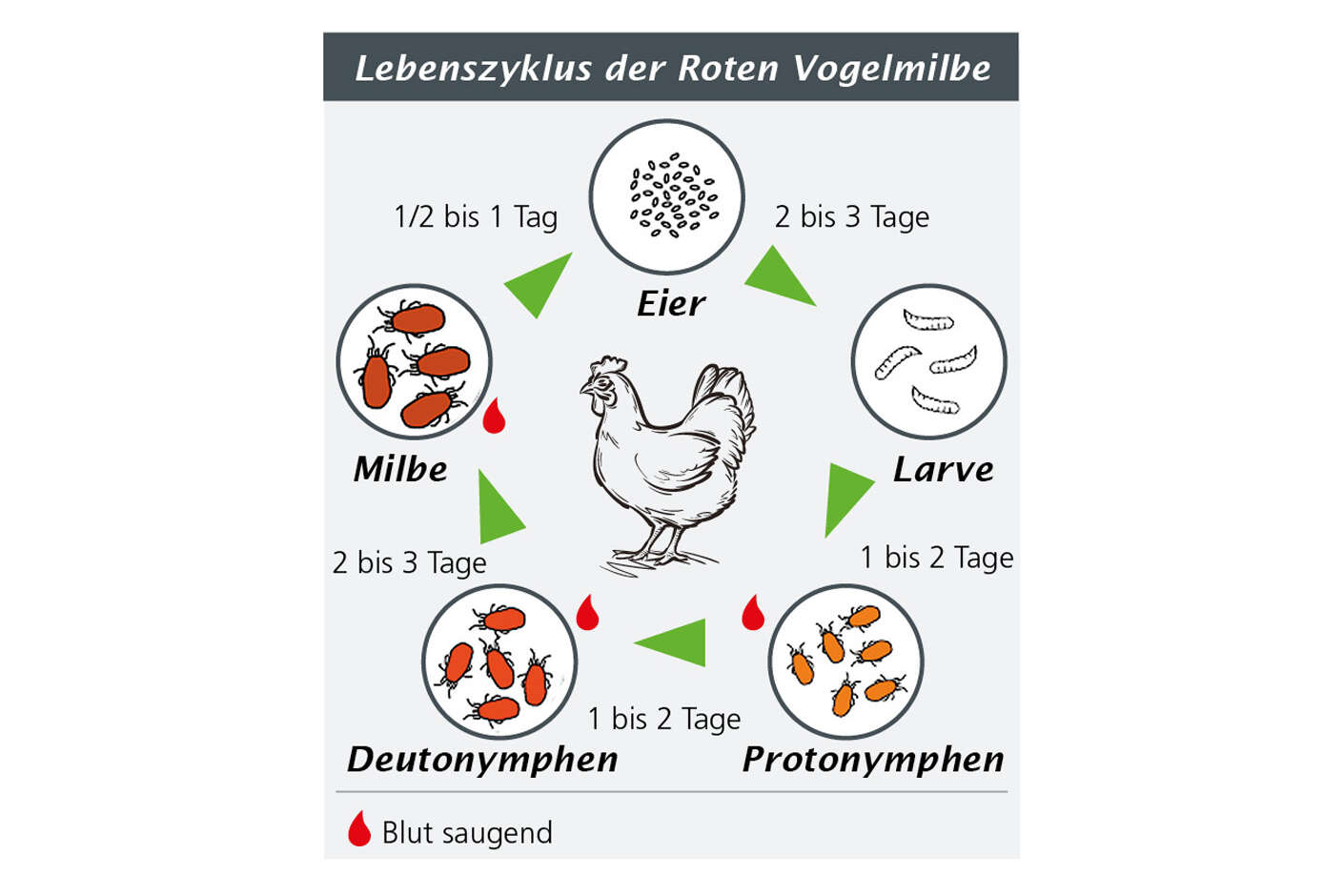 Grafik Lebenszyklus Rote Vogelmilbe