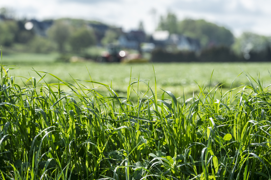 Nahaufnahme von Grünland in der Sonne, im Hintergrund unscharf Häuser und Bäume