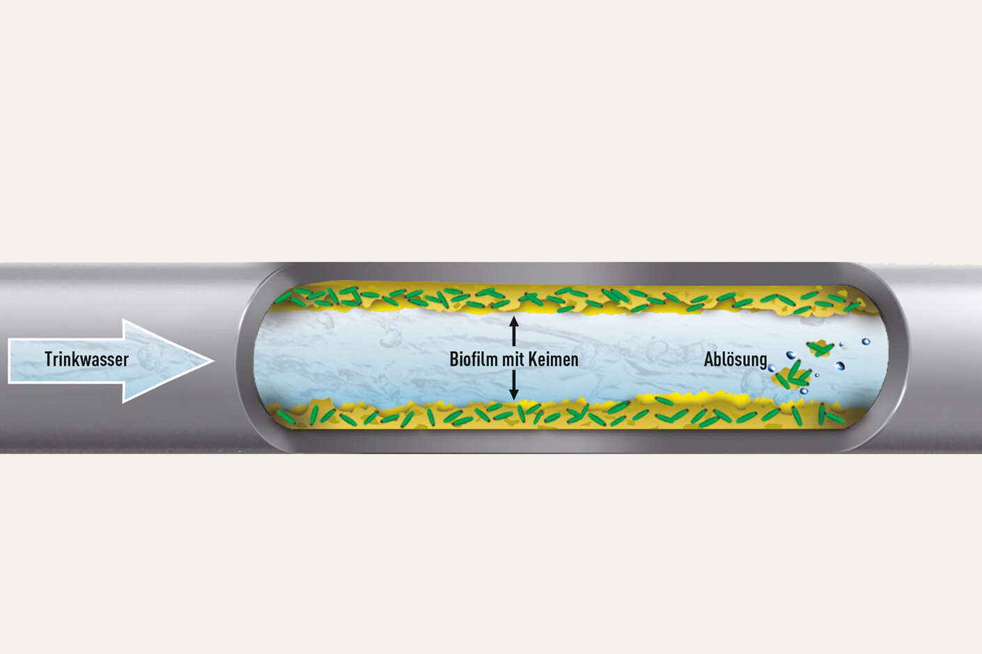 Grafische Darstellung eines Biofilms in einer Wasserleitung