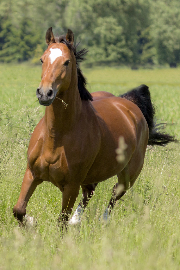 Pferd auf Wiese
