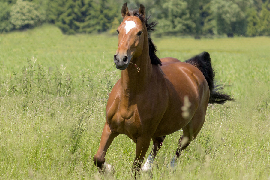 Pferd auf Wiese