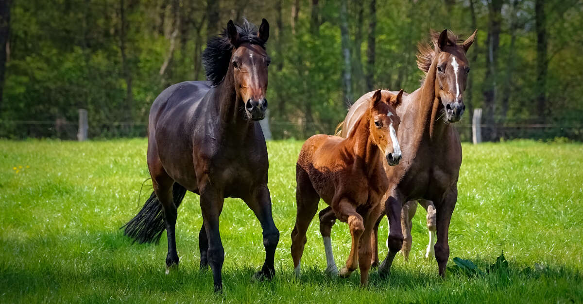 Saatgut von Derby  fr anspruchsvolle Pferdeweiden