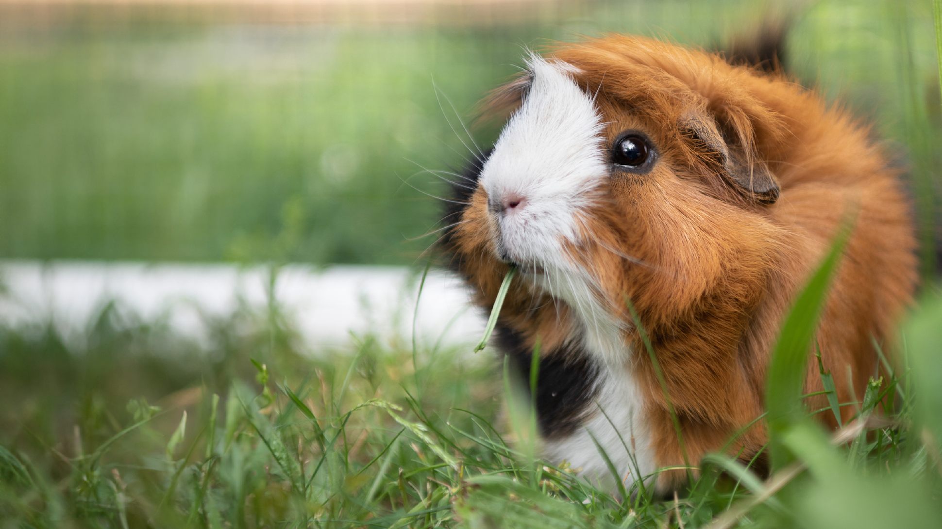 Ein rotes Meerschweinchen mit weisser Nase sitzt im Gras und knabbert an einem Grashalm